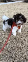 Molly, a female Havanese for sale in Greenville, SC – Photo 4 of 4