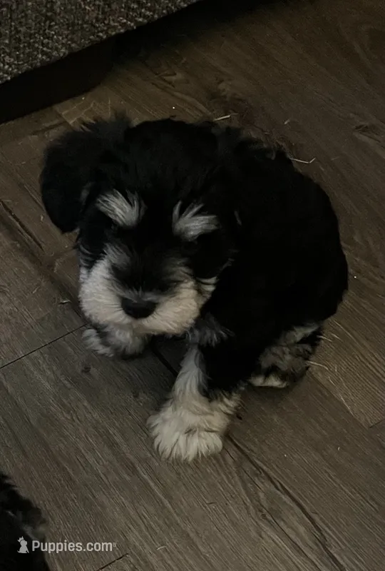 Miniature Schnauzer  – Miniature Schnauzer puppy for sale in Medina, TN