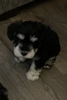 Miniature Schnauzer , a female Miniature Schnauzer for sale in Medina, TN – 1 of 3