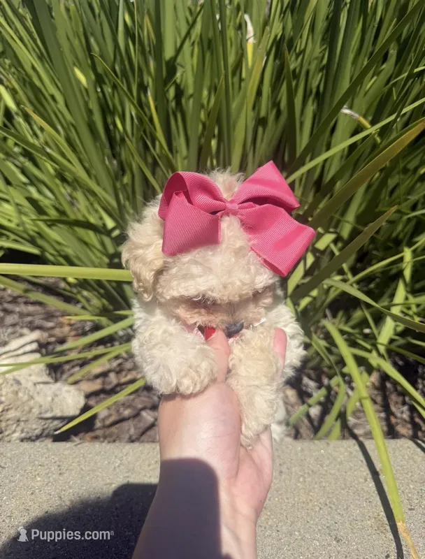 😍Precious😍 – Maltipoo puppy for sale in Rocklin, CA