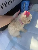 😍Precious😍, a female Maltipoo for sale in Rocklin, CA – Photo 2 of 4