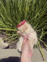 😍Precious😍, a female Maltipoo for sale in Rocklin, CA – Photo 4 of 4