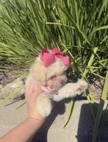 😍Precious😍, a female Maltipoo for sale in Rocklin, CA – Photo 3 of 4