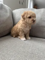 Baby Girl, a female Maltipoo for sale in Rocklin, CA – Photo 8 of 8