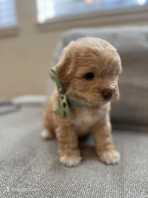Baby Girl – Maltipoo puppy for sale in Rocklin, CA