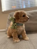 Baby Girl, a female Maltipoo for sale in Rocklin, CA – Photo 2 of 8