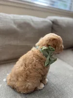 Baby Girl, a female Maltipoo for sale in Rocklin, CA – Photo 5 of 8