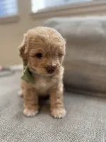 Baby Girl, a female Maltipoo for sale in Rocklin, CA – Photo 4 of 8