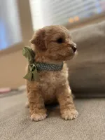 Baby Girl, a female Maltipoo for sale in Rocklin, CA – Photo 3 of 8