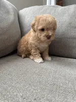 Baby Girl, a female Maltipoo for sale in Rocklin, CA – Photo 7 of 8