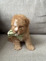 Milo, a male Maltipoo for sale in Rocklin, CA – Photo 4 of 6