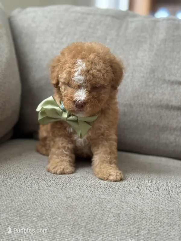 Milo – Maltipoo puppy for sale in Rocklin, CA