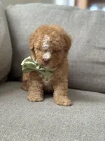 Milo, a male Maltipoo for sale in Rocklin, CA – Photo 1 of 6