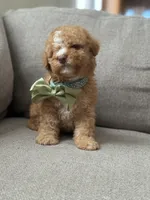 Milo, a male Maltipoo for sale in Rocklin, CA – Photo 2 of 6