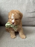 Milo, a male Maltipoo for sale in Rocklin, CA – Photo 5 of 6