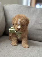 Milo, a male Maltipoo for sale in Rocklin, CA – Photo 3 of 6