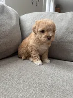 Baby Girl, a female Maltipoo for sale in Rocklin, CA – Photo 6 of 8