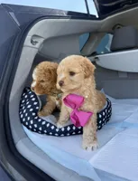 Princess, a female Poodle - Toy  for sale in Rocklin, CA – Photo 2 of 5