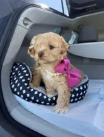 Princess, a female Poodle - Toy  for sale in Rocklin, CA – Photo 3 of 5