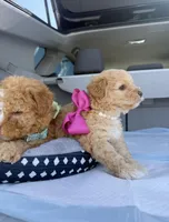 Princess, a female Poodle - Toy  for sale in Rocklin, CA – Photo 1 of 5