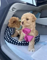 Princess, a female Poodle - Toy  for sale in Rocklin, CA – Photo 5 of 5