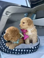 Princess, a female Poodle - Toy  for sale in Rocklin, CA – Photo 4 of 5