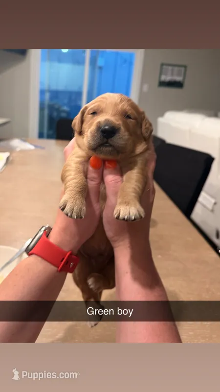 Green boy – Golden Retriever puppy for sale in Argyle, TX