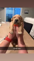 Green boy, a male Golden Retriever for sale in Argyle, TX – 1 of 1