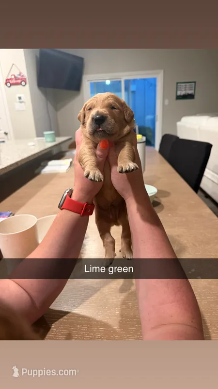 Lime green male – Golden Retriever puppy for sale in Argyle, TX