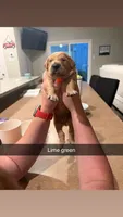Lime green male, a male Golden Retriever for sale in Argyle, TX – 1 of 1