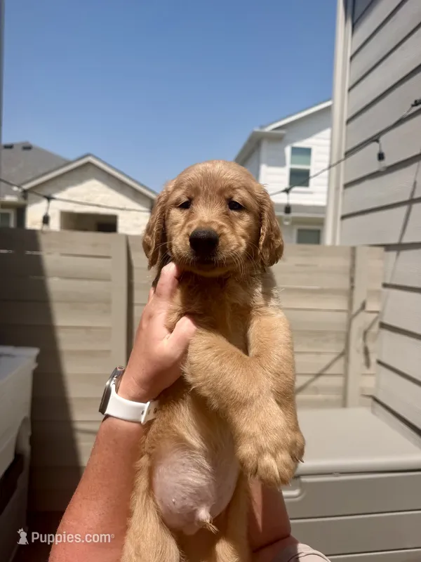 Dark green collar  – Golden Retriever puppy for sale in Argyle, TX