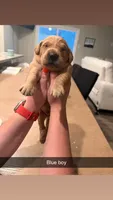 Blue boy, a male Golden Retriever for sale in Argyle, TX – 1 of 1