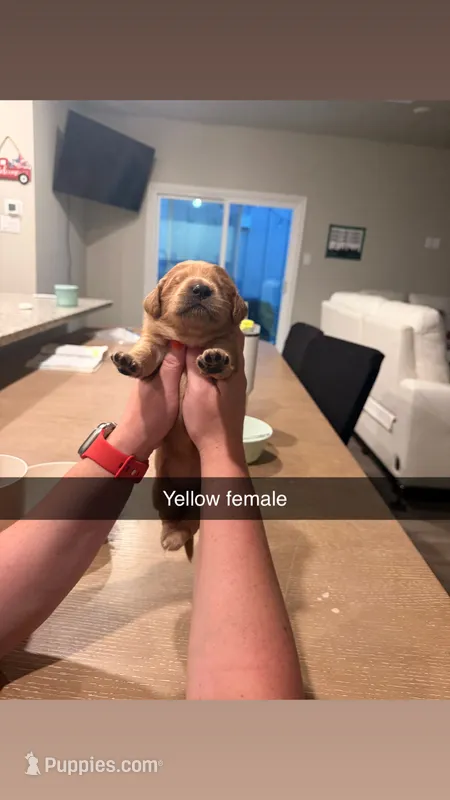 Yellow female  – Golden Retriever puppy for sale in Argyle, TX