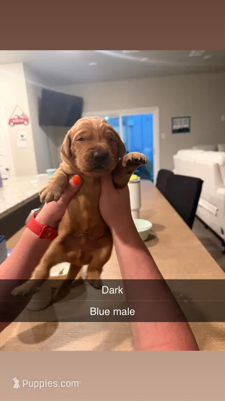 Dark blue male  – Golden Retriever puppy for sale in Argyle, TX