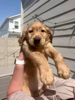 Teal blue collar , a male Golden Retriever for sale in Argyle, TX – 2 of 2