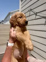 Dark green collar , a male Golden Retriever for sale in Argyle, TX – 2 of 2