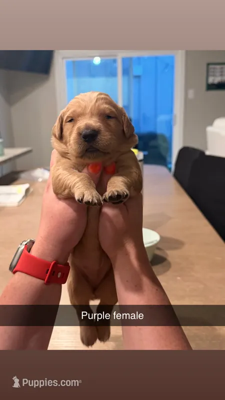 Purple female  – Golden Retriever puppy for sale in Argyle, TX