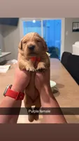 Purple female , a female Golden Retriever for sale in Argyle, TX – 1 of 1