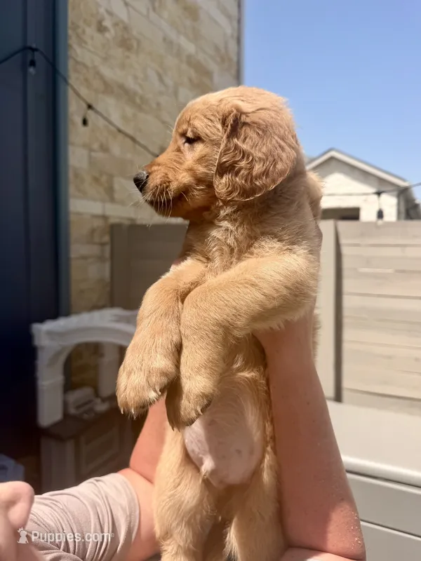 Teal blue collar  – Golden Retriever puppy for sale in Argyle, TX
