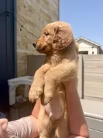 Teal blue collar , a male Golden Retriever for sale in Argyle, TX – 1 of 2
