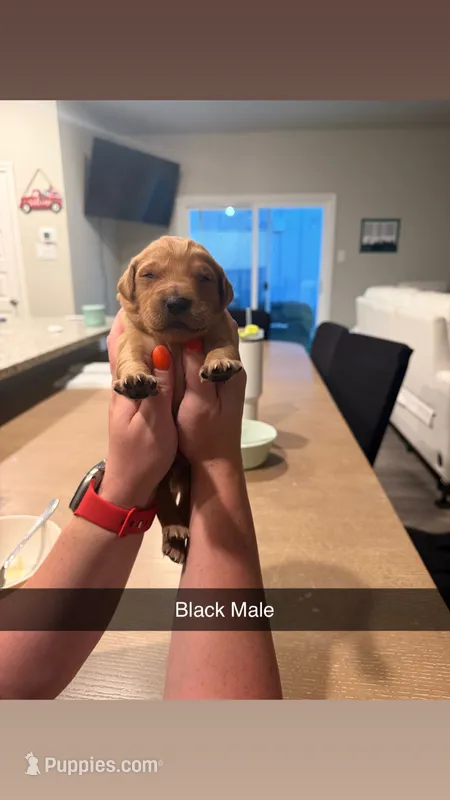Black male  – Golden Retriever puppy for sale in Argyle, TX