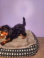 Luigi, a male Cavapoo for sale in Chicago, IL – Photo 2 of 4