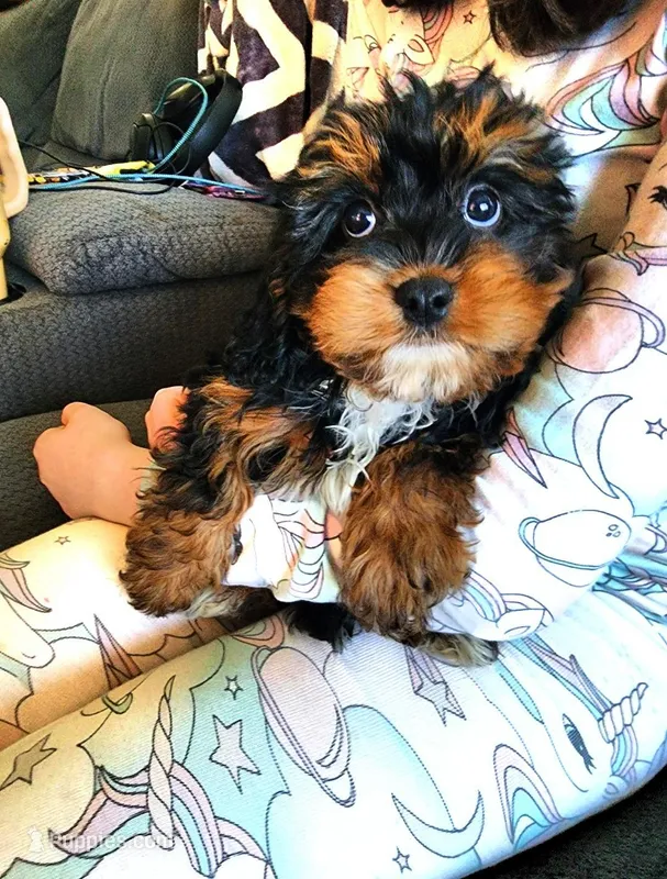 Luigi: Ready Now/ Chicago Delivery/ Family Raised – Cavapoo puppy for sale in Chicago, IL