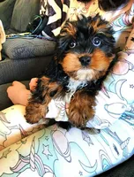 Luigi: Ready Now/ Chicago Delivery/ Family Raised, a male Cavapoo for sale in Chicago, IL – 1 of 5