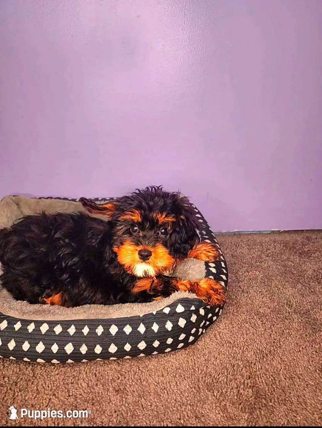 Luigi: Ready Now/ Chicago Delivery/ Family Raised, a male Cavapoo for sale in Chicago, IL – 3 of 5