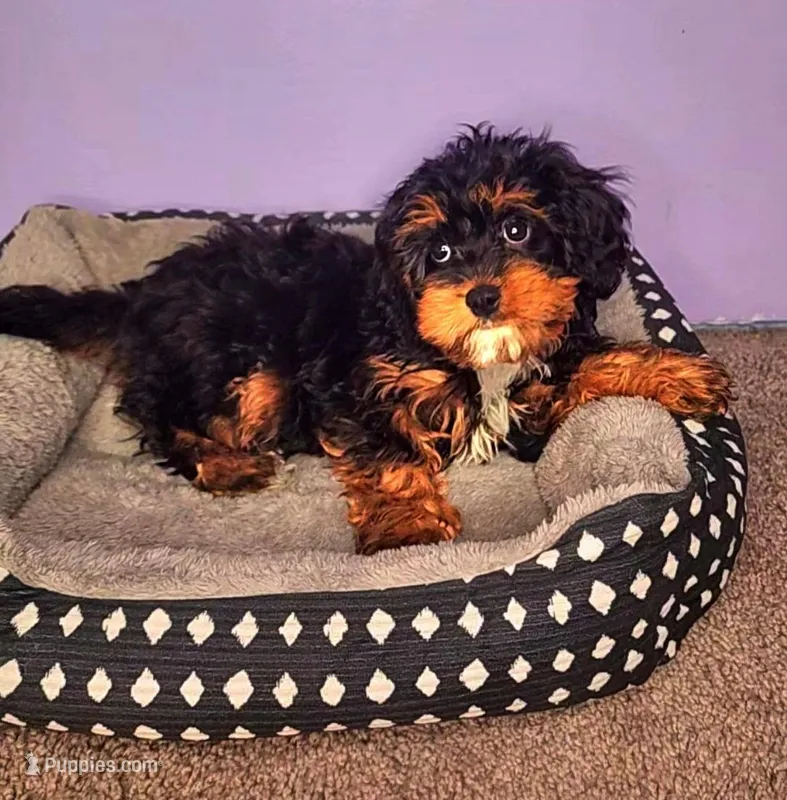 Luigi – Cavapoo puppy for sale in Chicago, IL