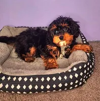 Luigi, a male Cavapoo for sale in Chicago, IL – Photo 1 of 4