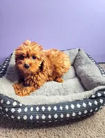 Mario, a male Cavapoo for sale in Chicago, IL – Photo 2 of 3