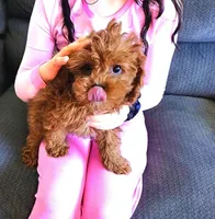 Mario: Ready Now/ Chicago Delivery/ Family Raised, a male Cavapoo for sale in Chicago, IL – 1 of 5