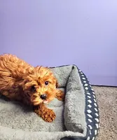 Mario, a male Cavapoo for sale in Chicago, IL – Photo 3 of 3